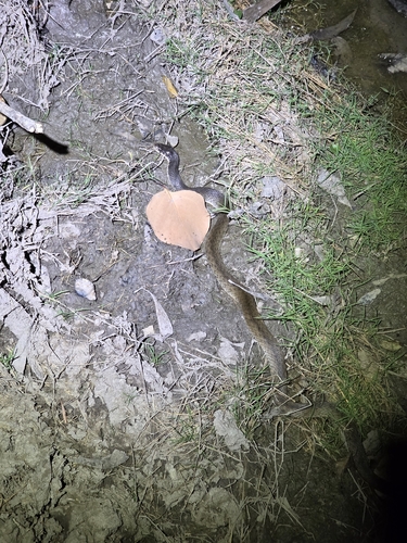 Tropidonophis observed 2026-10-28