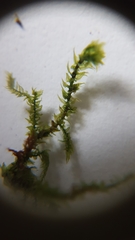 Eurhynchium striatum