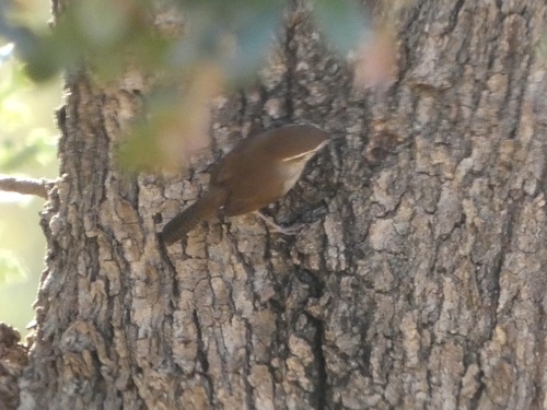 Troglodytes troglodytes observed 2026-10-28
