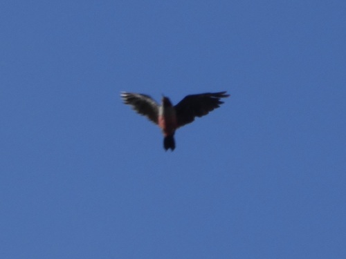 Melanerpes lewis observed 2026-10-28