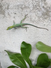 Anolis conspersus