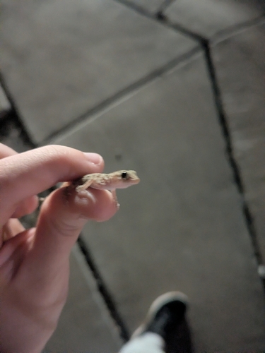 Cyrtodactylus observed 2026-10-28