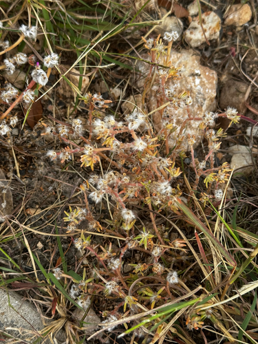 Portulaca pilosa observed 2026-10-28