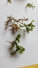 Eurhynchium striatum