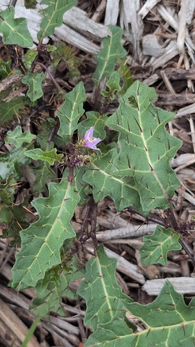 Solanum observed 2026-10-29