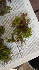 Eurhynchium striatum