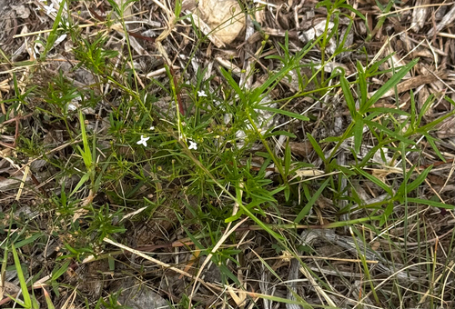 Hedyotis observed 2026-10-28