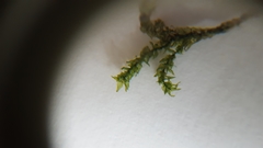 Eurhynchium striatum