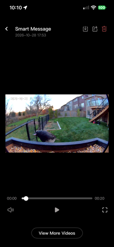 Junco hyemalis observed 2026-10-28