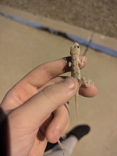 Cyrtodactylus observed 2026-10-28