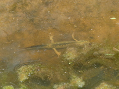 Triturus carnifex