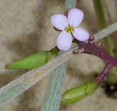 Cakile maritima maritima