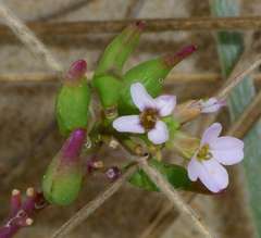 Cakile maritima maritima