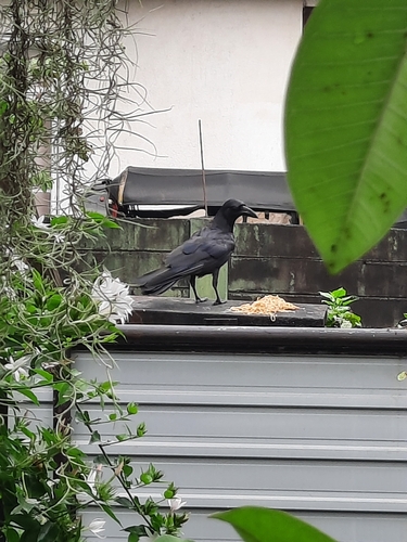 Corvus observed 2026-10-29