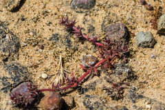 Chorizanthe polygonoides longispina