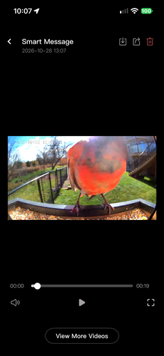 Cardinalis cardinalis observed 2026-10-28