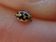Tytthaspis sedecimpunctata
