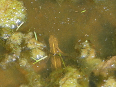 Triturus carnifex