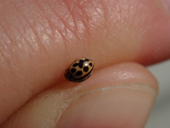Tytthaspis sedecimpunctata