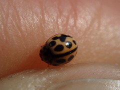 Tytthaspis sedecimpunctata