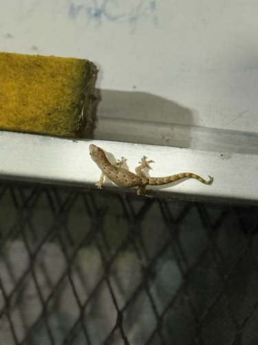 Lepidodactylus lugubris observed 2026-10-28