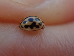 Tytthaspis sedecimpunctata