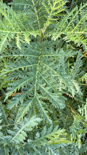Tanacetum vulgare observed 2026-10-28