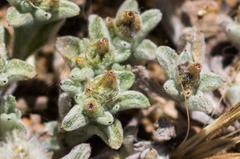 Gamochaeta stagnalis