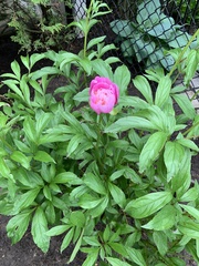Paeonia