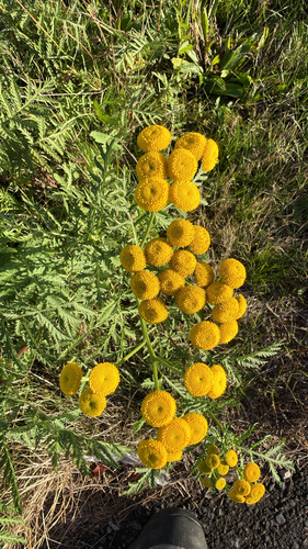 Tanacetum vulgare observed 2026-10-28