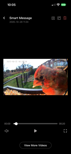 Cardinalis cardinalis observed 2026-10-28