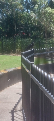 Torresian Crow
