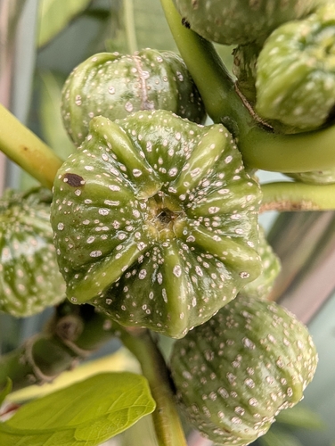 Ficus observed 2026-10-29