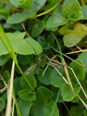 Tipula lateralis