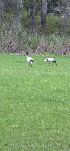 Australian Ibis