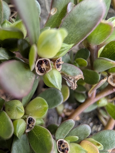 Portulaca oleracea observed 2026-10-29