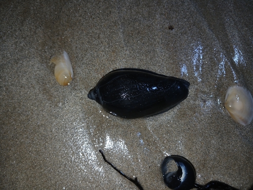Amoria undulata observed 2026-10-29