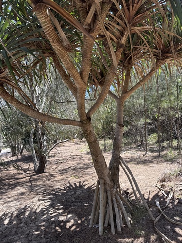 Pandanus tectorius observed 2026-10-29