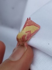 Hyparpax aurora