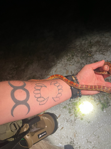 Serpentes observed 2026-10-28