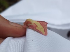 Hyparpax aurora