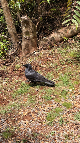Corvus orru observed 2026-10-29
