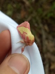 Hyparpax aurora