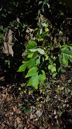 Tulipa observed 2026-10-28
