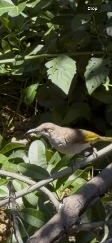 Brown Honeyeater