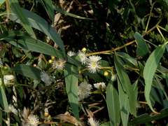 Eucalyptus aromaphloia