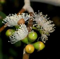 Eucalyptus aromaphloia