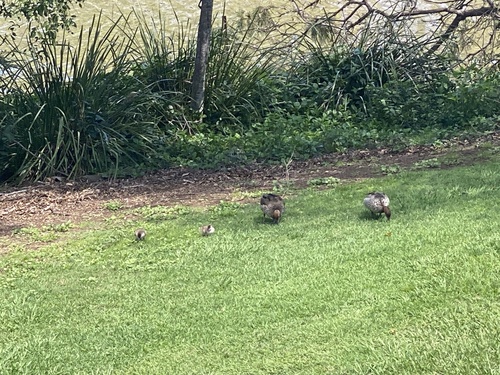 Australian Wood Duck