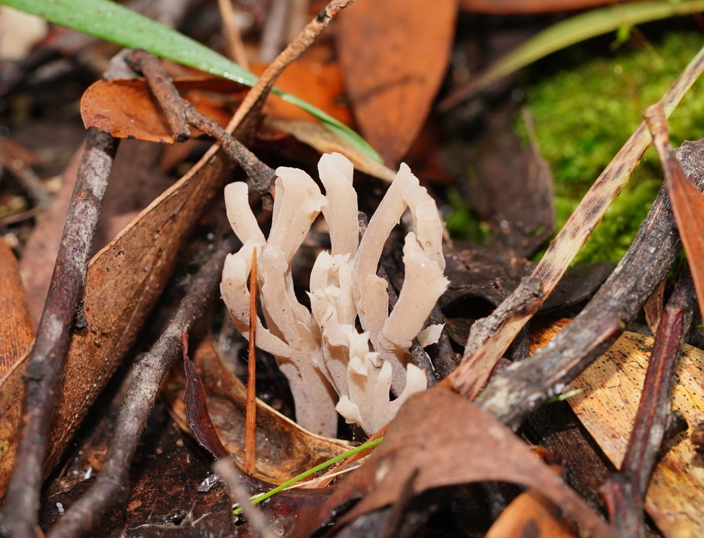 Clavulina subrugosa