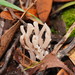 Clavulina subrugosa - Photo (c) Reiner Richter, some rights reserved (CC BY-NC-SA), uploaded by Reiner Richter